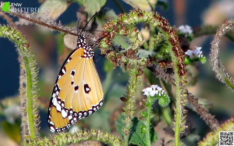 Butterflies